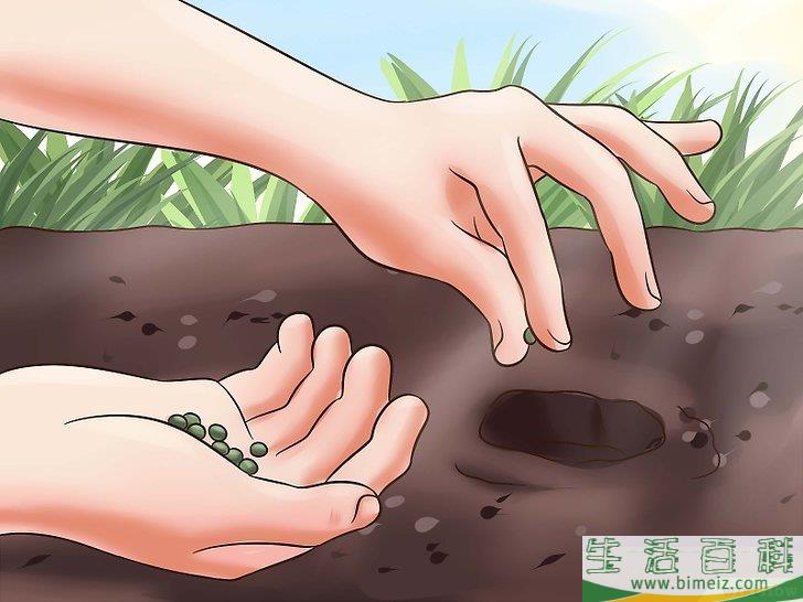 怎么种植秋葵
