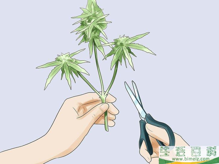 怎么种植合法的大麻