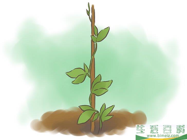 怎么种百香果