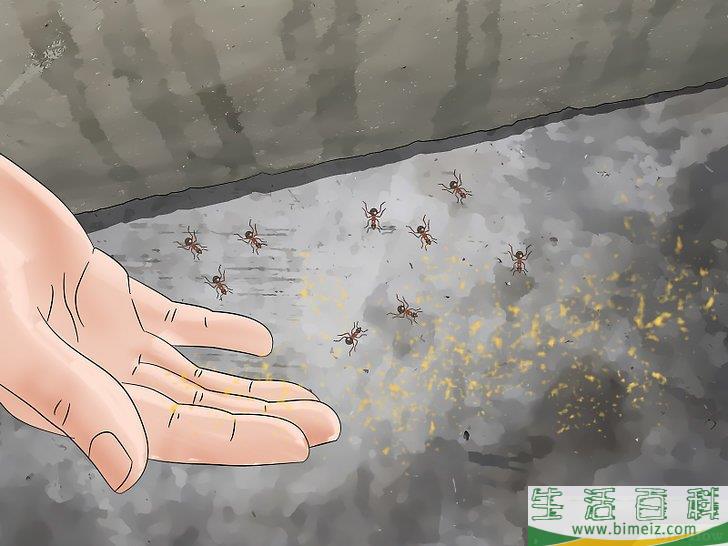 怎么去除蚁患