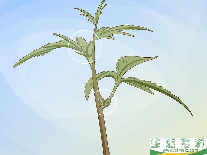 怎么辨别雌雄大麻