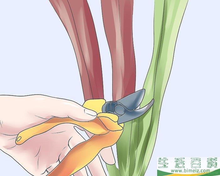 怎么修剪薰衣草