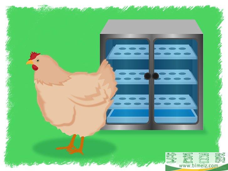 怎么孵化鸡蛋