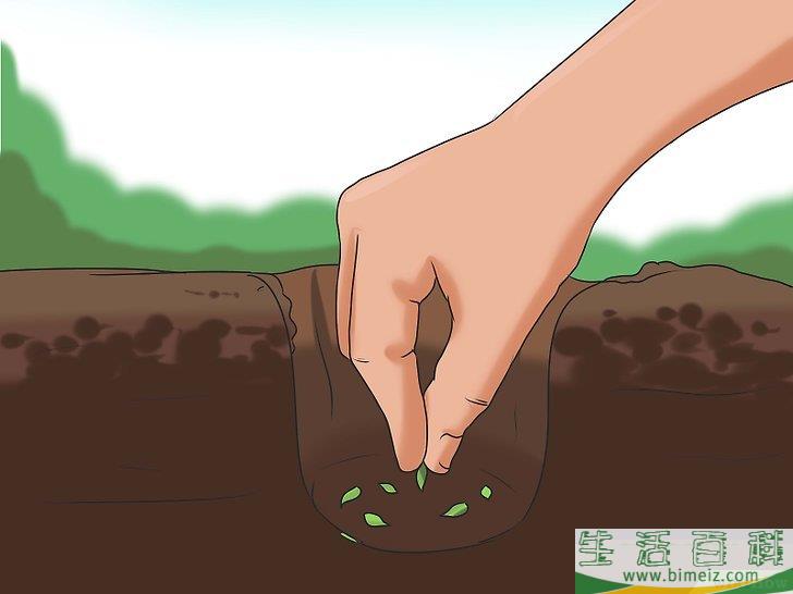 怎么种植向日葵