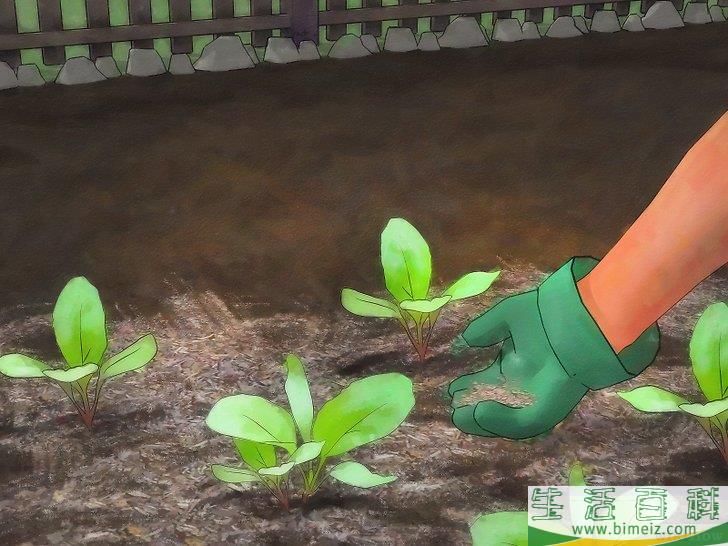 怎么种植萝卜
