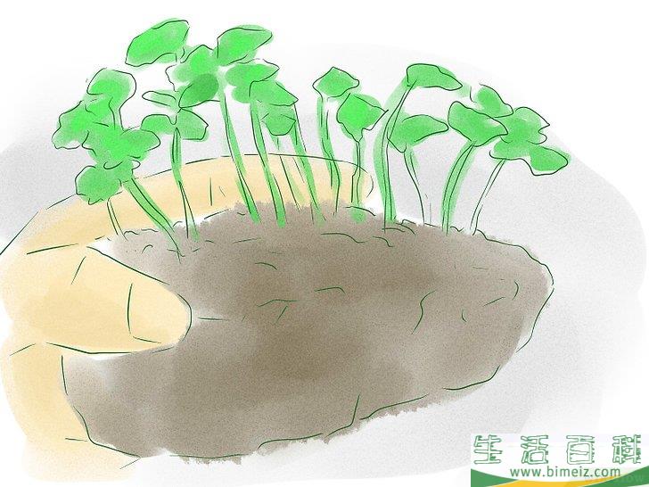怎么用种子种植植物