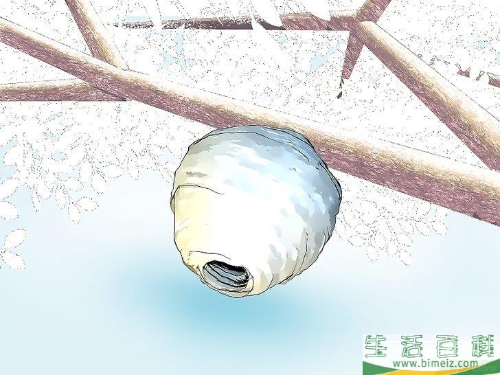 怎么防范黄蜂