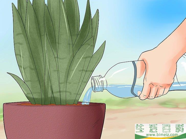 怎么照料虎皮兰