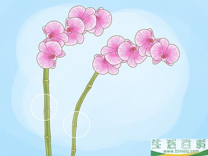 怎么修剪兰花