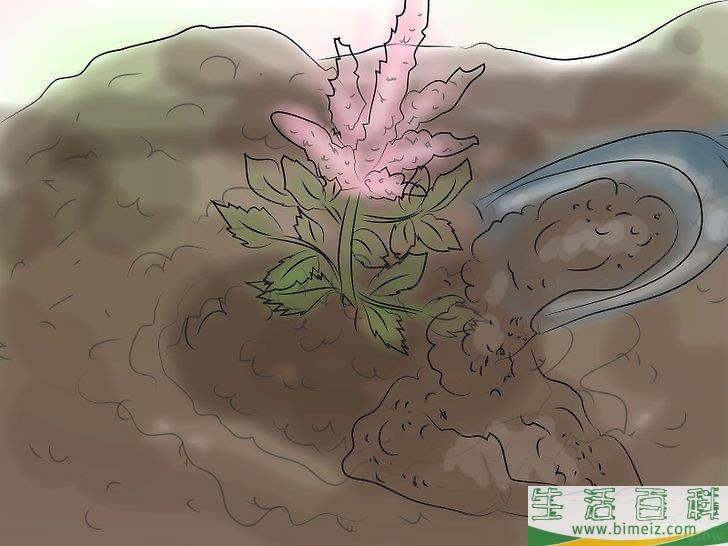 怎么种植落新妇