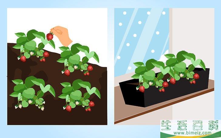 怎么种草莓