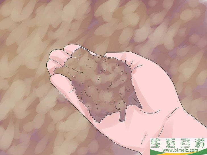 怎么种竹子