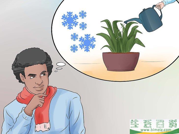 怎么照料虎皮兰