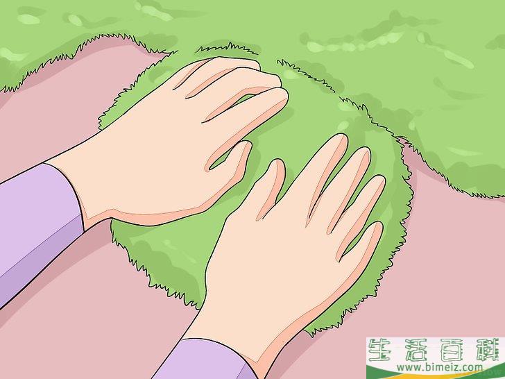 怎么种植苔藓