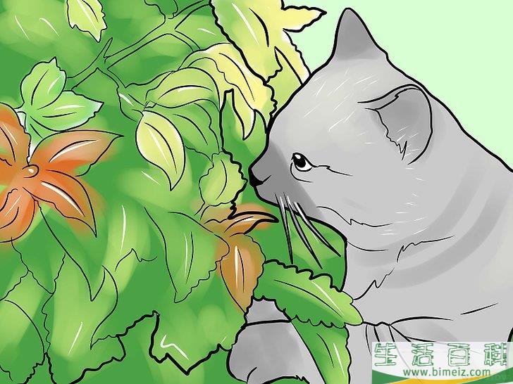 怎么防止猫进入你的花园