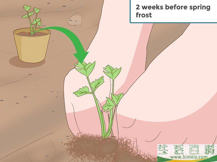 怎么种芹菜