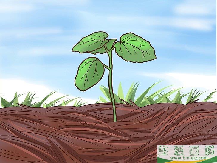 怎么种植秋葵