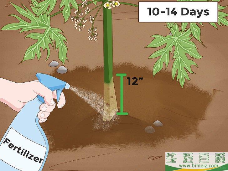 怎么种木瓜