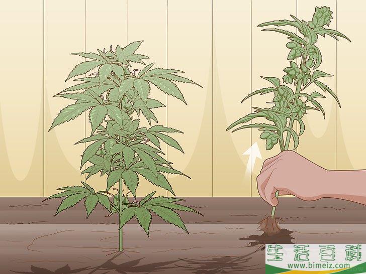 怎么辨别雌雄大麻