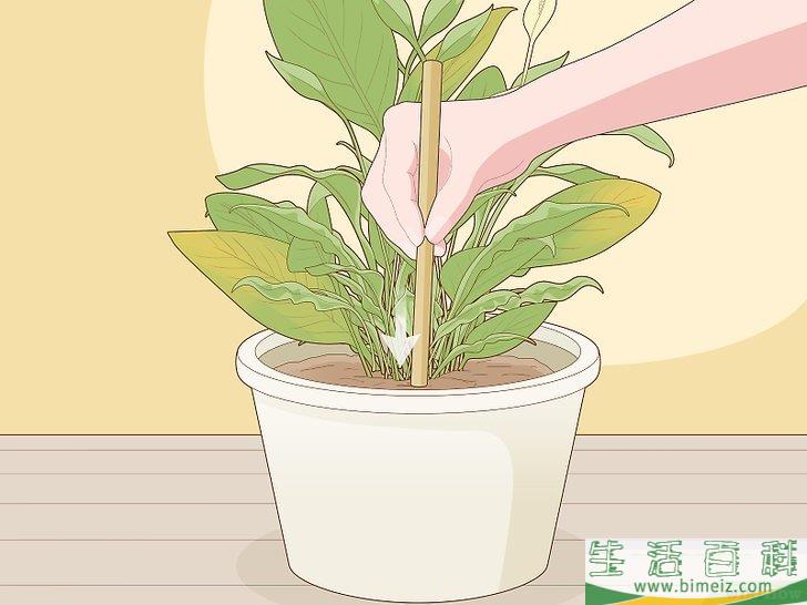 怎么照料白鹤芋