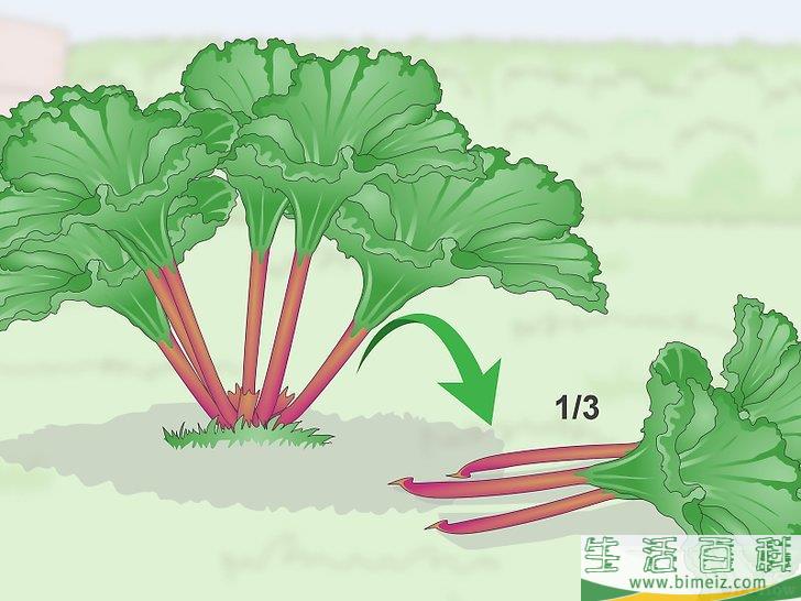 怎么收获大黄