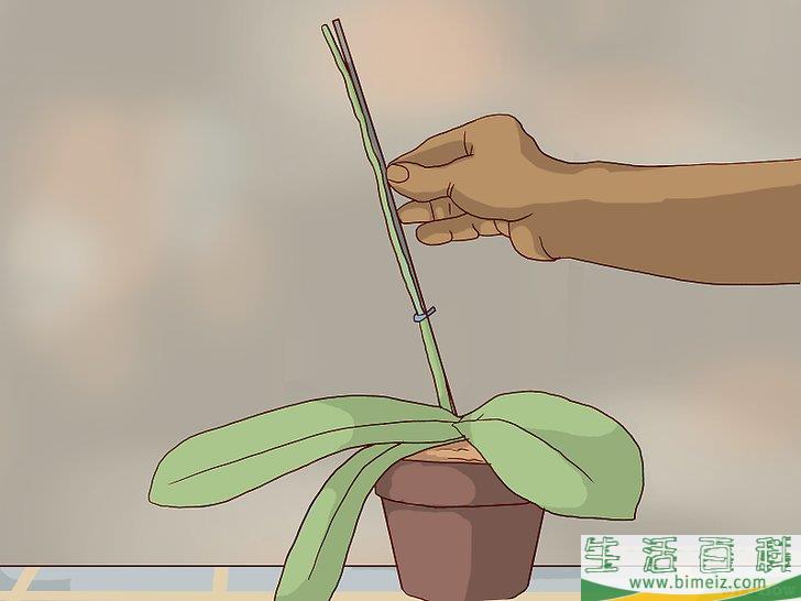 怎么换盆移栽兰花