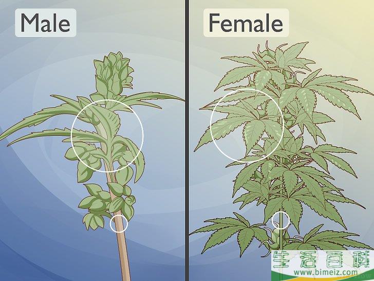 怎么辨别雌雄大麻