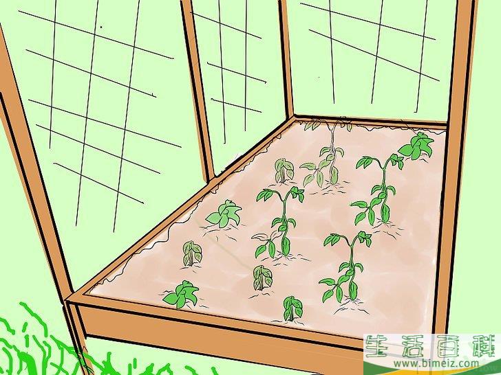 怎么防止猫进入你的花园