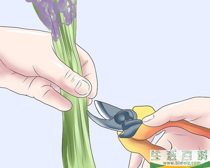 怎么修剪薰衣草