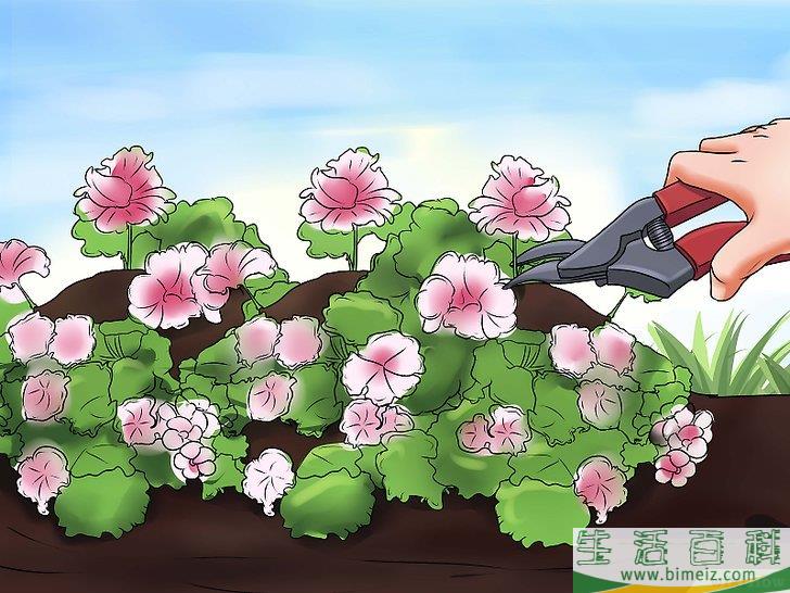 怎么种天竺葵
