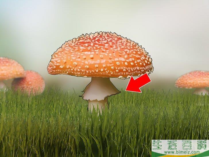 怎么辨认有毒野生菌