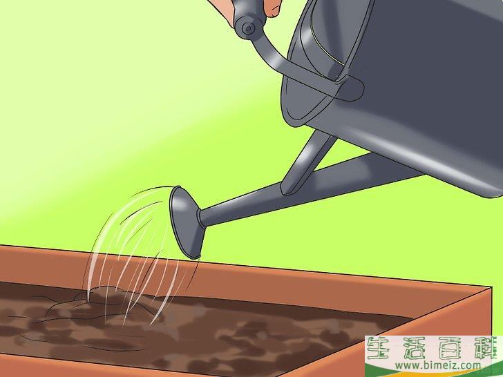 怎么种植向日葵