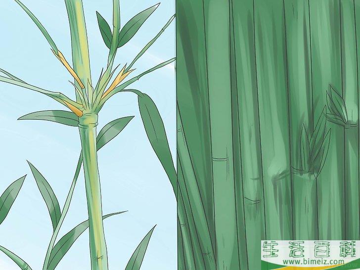 怎么种竹子