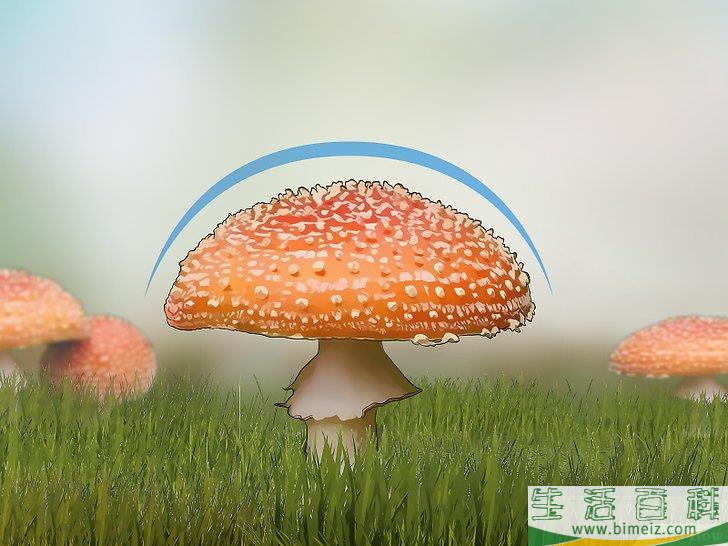 怎么辨认有毒野生菌
