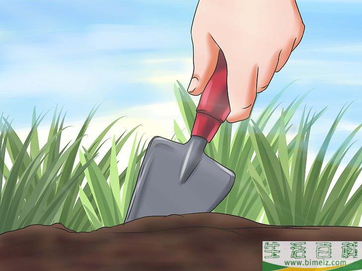 怎么种天竺葵