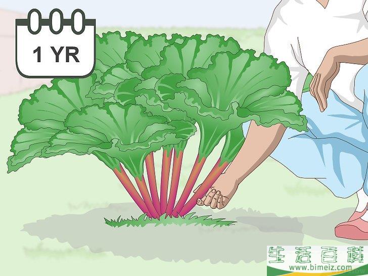 怎么收获大黄