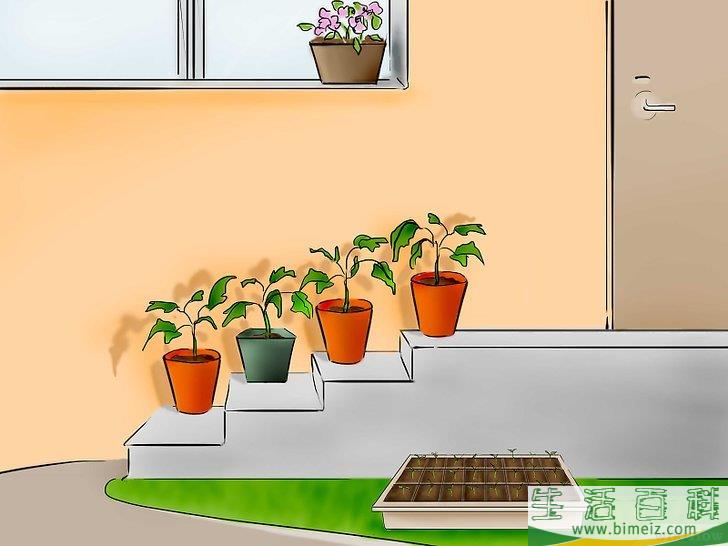 怎么用种子种植番茄