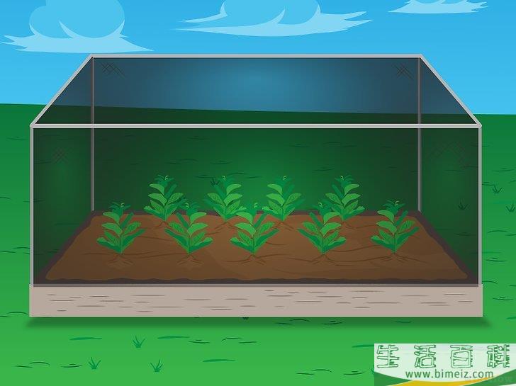 怎么种植菠菜
