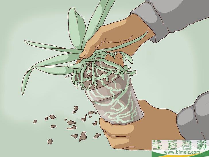 怎么换盆移栽兰花