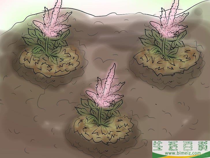 怎么种植落新妇