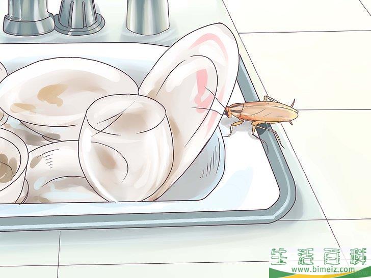 怎么辨别蟑螂的种类