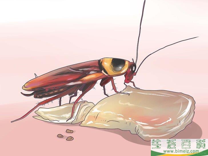 怎么辨别蟑螂的种类