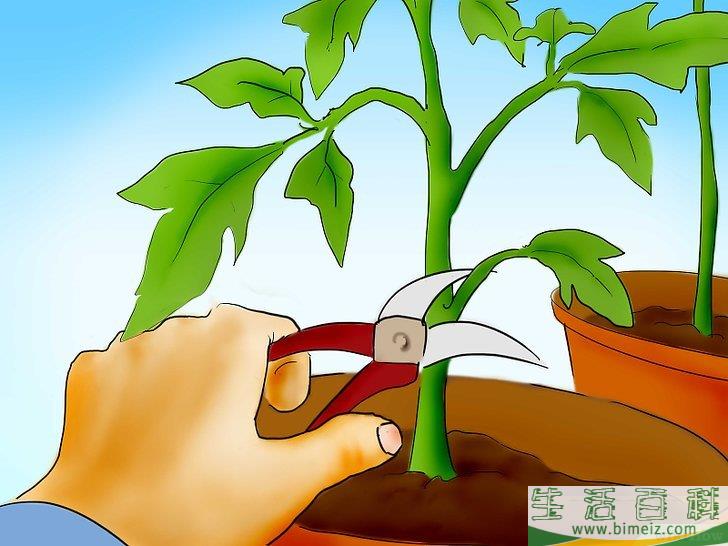 怎么用种子种植番茄