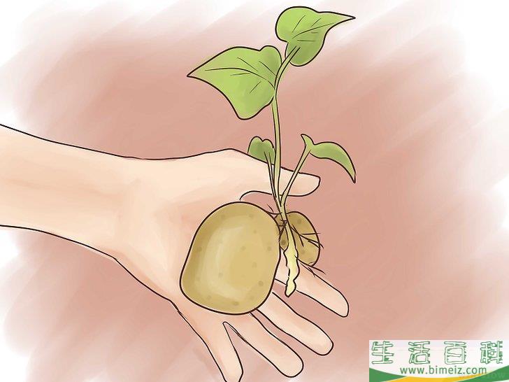 怎么种植红薯
