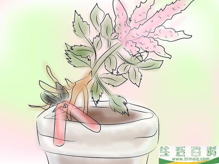 怎么种植落新妇