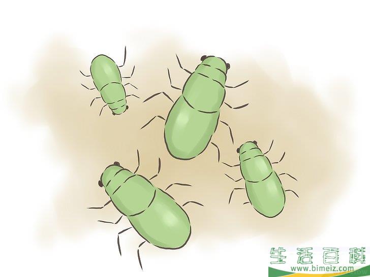 怎么种百香果