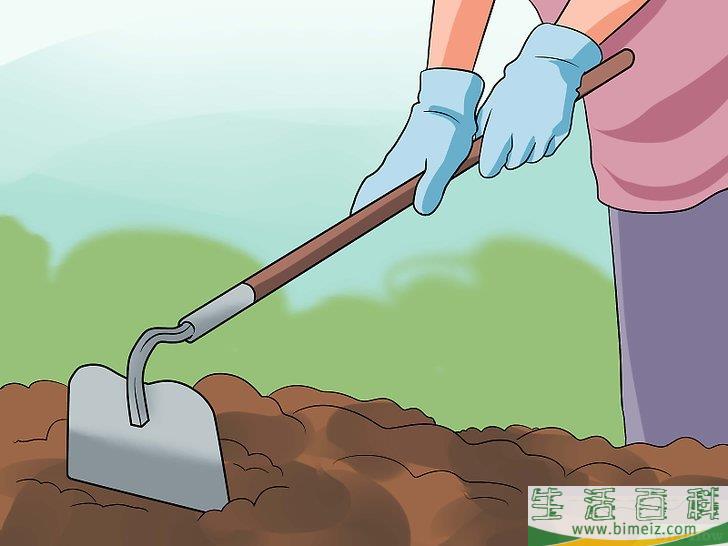 怎么种植合法的大麻