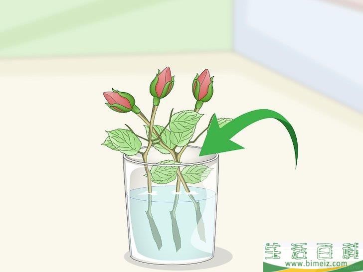 怎么扦插玫瑰