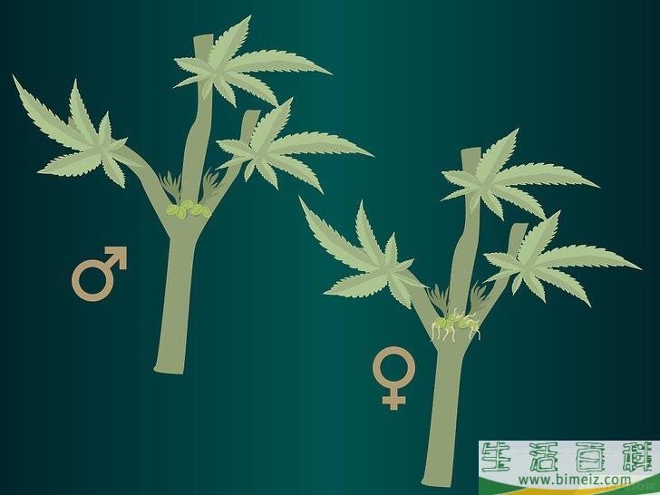 怎么种植医用大麻