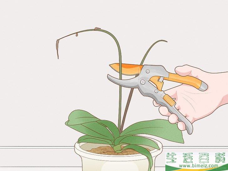 怎么修剪兰花